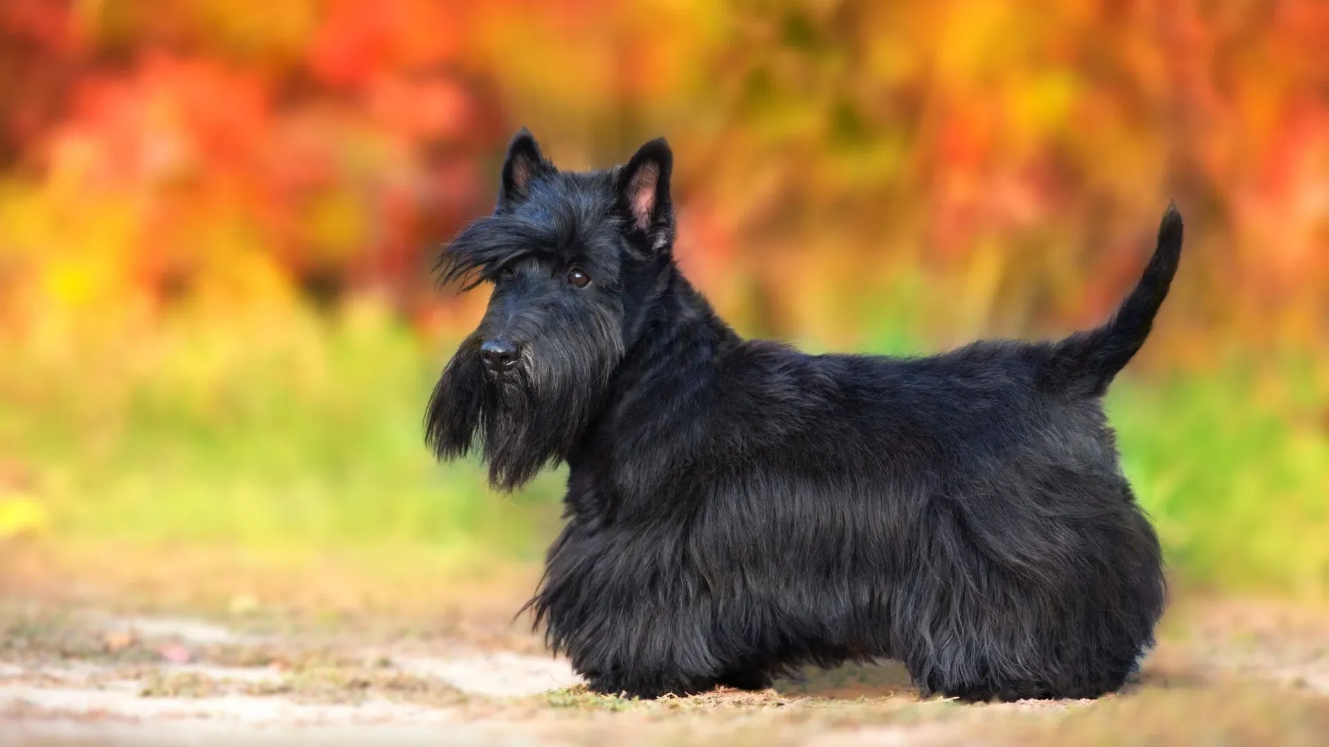 Scottish Terrier